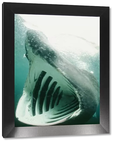 Basking Shark DSE 23 Isle of Man Certorhinus maximus © Douglas David Seifert  /  ARDEA LONDON