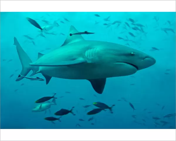 Bull Shark - Shark Reef - Pacific Harbour - Fiji