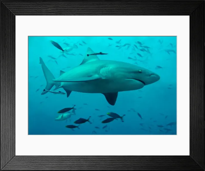 Framed Print : Bull Shark - Shark Reef - Pacific Harbour - Fiji