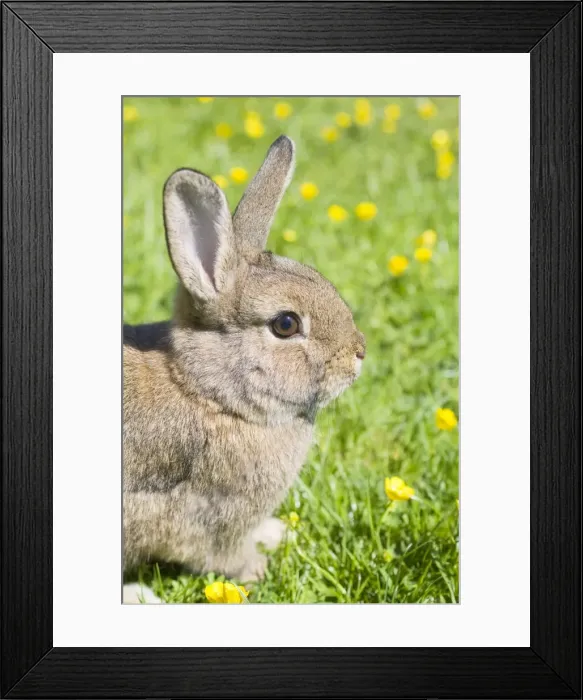 Framed Print : Rabbit - young - on lawn - Norfolk England Framed Print : Rabbit - young - on lawn - Norfolk England