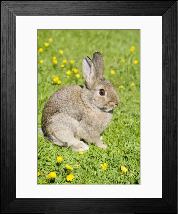 Framed Print : Rabbit - young - on lawn - Norfolk England Framed Print : Rabbit - young - on lawn - Norfolk England