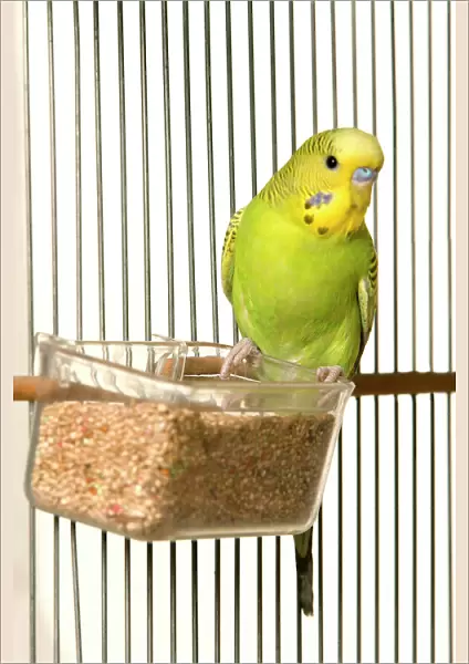 Budgerigar - in cage with seeds