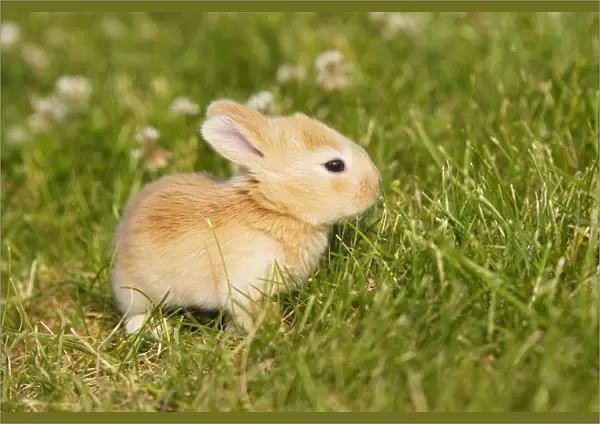 Rabbit - baby outside