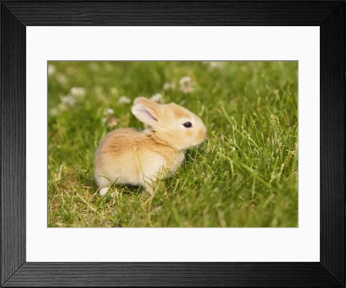 Framed Print : Rabbit - baby outside Framed Print : Rabbit - baby outside