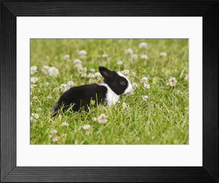 Framed Print : Rabbit - baby outside Framed Print : Rabbit - baby outside