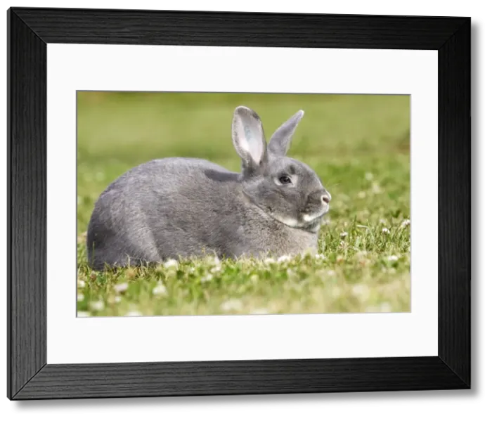 Framed Print : Rabbit - Perl Feh / Parelfeh Breed - originated in Germany Framed Print : Rabbit - Perl Feh / Parelfeh Breed - originated in Germany