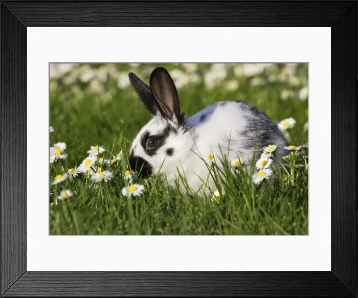 Framed Print : Domestic Rabbit - young in daisies
