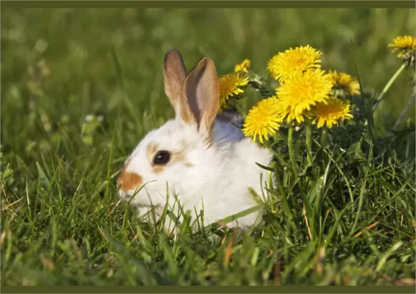 Domestic Rabbit - young with dandelion