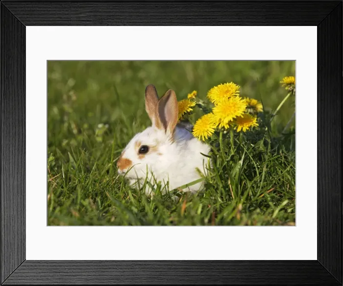 Framed Print : Domestic Rabbit - young with dandelion Framed Print : Domestic Rabbit - young with dandelion