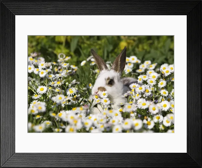 Framed Print : Domestic Rabbit - young in daisies Alsace France Framed Print : Domestic Rabbit - young in daisies Alsace France