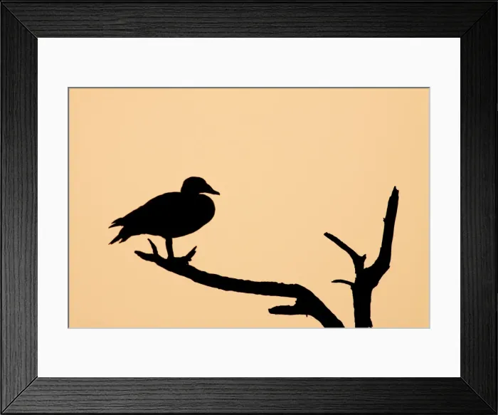 Framed Print : Comb Duck - silhouette of birds roosting in dead tree - Keoladeo Ghana National Park - Bharatpur - Rajasthan - India BI017677 Framed Print : Comb Duck - silhouette of birds roosting in dead tree - Keoladeo Ghana National Park - Bharatpur - Rajasthan - India BI017677