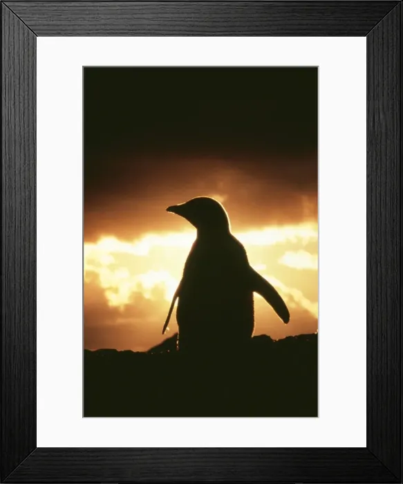 Framed Print : Adelie Penguin JPF 7797 Silhouette Pygoscelis adeliae © Jean-Paul Ferrero / ARDEA LONDON Framed Print : Adelie Penguin JPF 7797 Silhouette Pygoscelis adeliae © Jean-Paul Ferrero / ARDEA LONDON