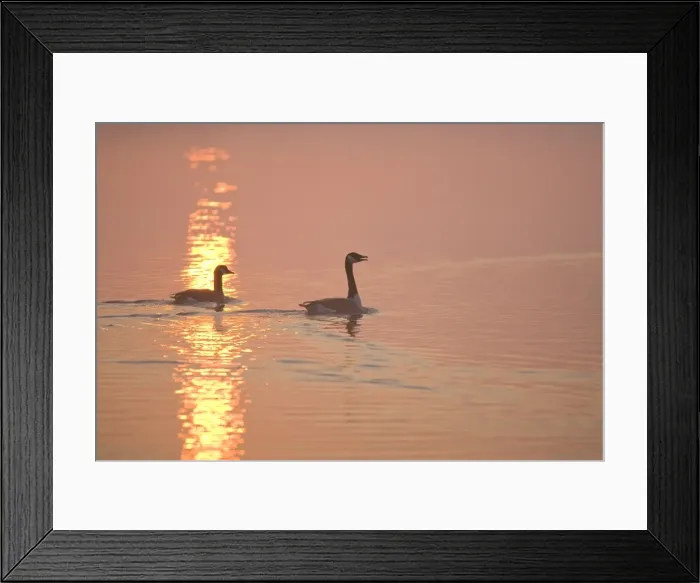 Framed Print : Canada Geese Pair at sunrise Hickling Broad Norfolk UK Framed Print : Canada Geese Pair at sunrise Hickling Broad Norfolk UK