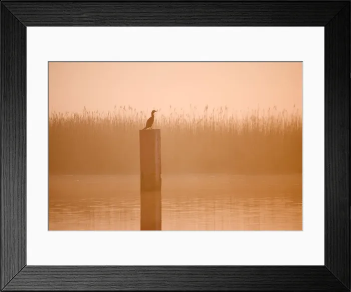 Framed Print : Cormorant - On post in misty sunrise with reedbed behind Hickling Broad Norfolk UK Framed Print : Cormorant - On post in misty sunrise with reedbed behind Hickling Broad Norfolk UK