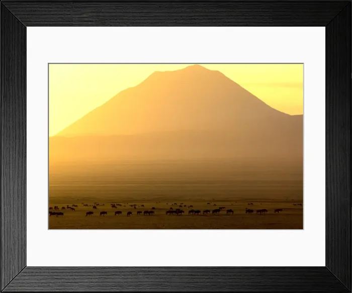Framed Print : Ol Doinyo Lengai (volcano) and Wildebeest, at sunrise, Ngorongoro Conservation Area, Tanzania JFL11635 Framed Print : Ol Doinyo Lengai (volcano) and Wildebeest, at sunrise, Ngorongoro Conservation Area, Tanzania JFL11635