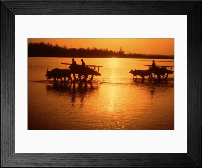 Framed Print : Nepal - loaded bullock carts crossing Rapti river at sunset Nepal