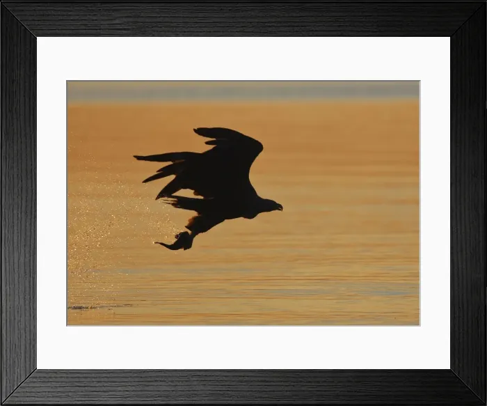 Framed Print : White-tailed Eagle - in flight above water - with fish prey - at sunset - Flatanger - Norway Framed Print : White-tailed Eagle - in flight above water - with fish prey - at sunset - Flatanger - Norway