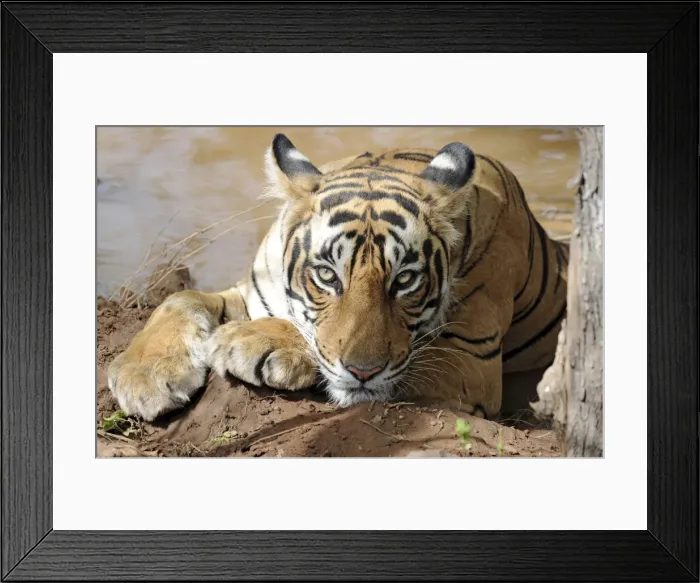 Framed Print : Tiger - resting in water - Ranthambhore National Park - Rajasthan - India Framed Print : Tiger - resting in water - Ranthambhore National Park - Rajasthan - India