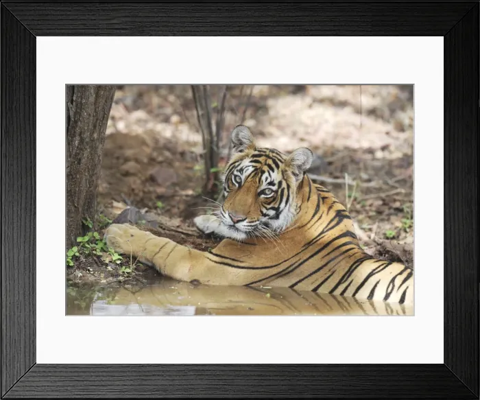 Framed Print : Tiger - resting in water - Ranthambhore National Park - Rajasthan - India Framed Print : Tiger - resting in water - Ranthambhore National Park - Rajasthan - India