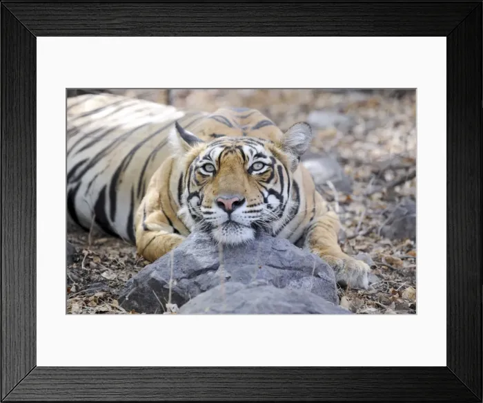 Framed Print : Tiger - Ranthambhore National Park - Rajasthan - India Framed Print : Tiger - Ranthambhore National Park - Rajasthan - India