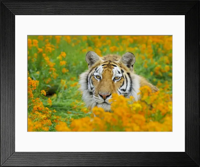 Framed Print : Bengal Tiger - in orange mustard flowers _C3B1618 Framed Print : Bengal Tiger - in orange mustard flowers _C3B1618