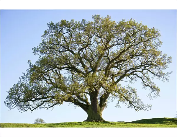 Oak Tree On upland pasture Derbyshire UK