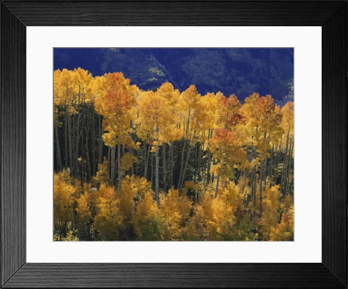 Framed Print : Aspens FG 6050 In Fall Colour - Colorado, Rocky Mountains, USA © Francois Gohier / ARDEA LONDON Framed Print : Aspens FG 6050 In Fall Colour - Colorado, Rocky Mountains, USA © Francois Gohier / ARDEA LONDON