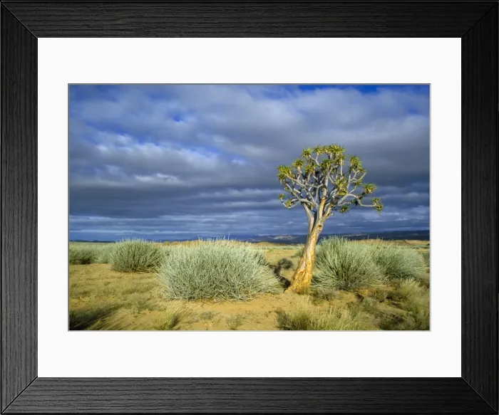 Framed Print : Namibia - Quiver / Kokerboom tree (Aloe dichotoma) Fish River Canyon, Namibia, Africa Framed Print : Namibia - Quiver / Kokerboom tree (Aloe dichotoma) Fish River Canyon, Namibia, Africa