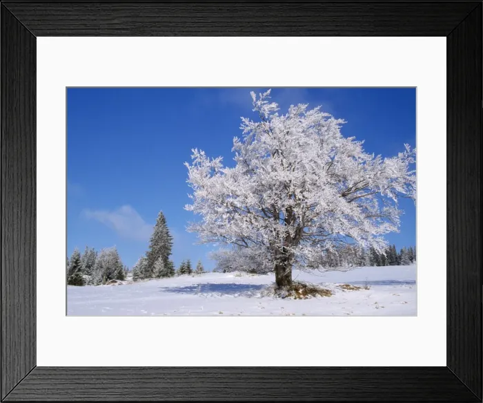 Framed Print : Tree - in winter snow. 80053224 Framed Print : Tree - in winter snow. 80053224