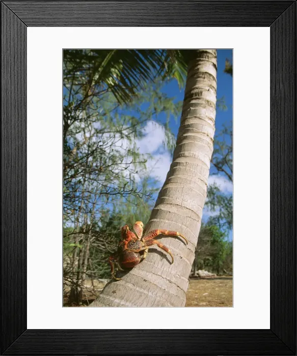 Framed Print : Giant Robber / Coconut Crab WAT 5916 On coconut palm tree, Indian Ocean Birgus Latro © M. Watson / ARDEA LONDON Framed Print : Giant Robber / Coconut Crab WAT 5916 On coconut palm tree, Indian Ocean Birgus Latro © M. Watson / ARDEA LONDON