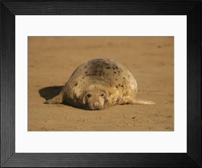 Framed Print : Grey Seal CAN 1350 UK Halichoerus grypus © John Cancalosi / ARDEA LONDON Framed Print : Grey Seal CAN 1350 UK Halichoerus grypus © John Cancalosi / ARDEA LONDON