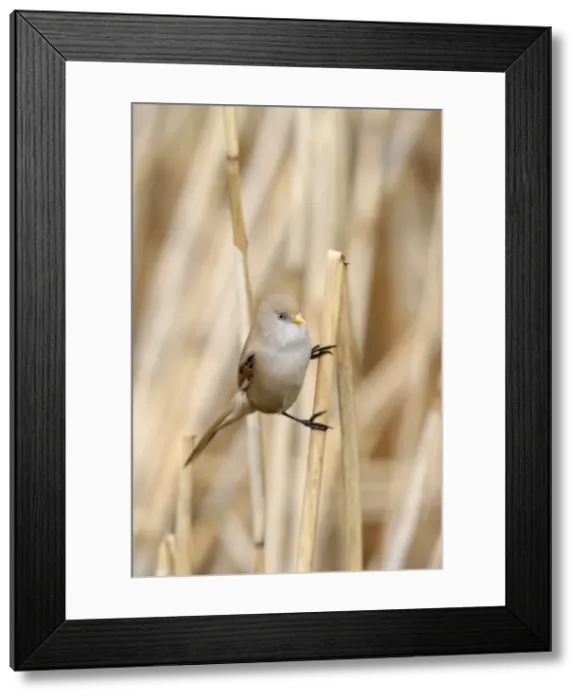 Framed Print : Bearded Tit / Reedling - female on reed - Norfolk - UK 007213 Framed Print : Bearded Tit / Reedling - female on reed - Norfolk - UK 007213