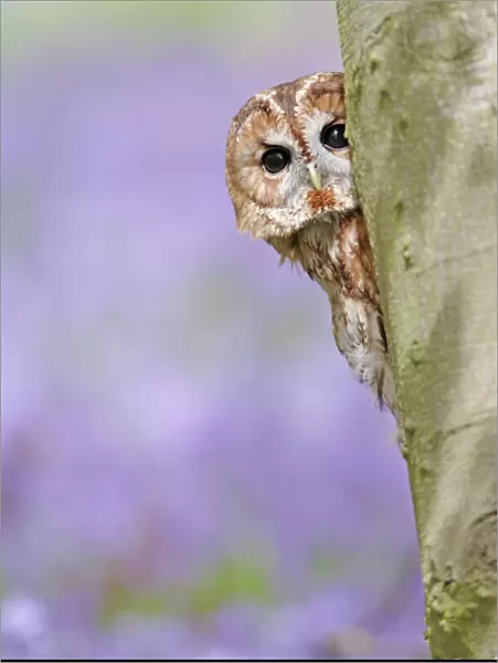 Tawny Owl - looking around tree in bluebell wood - Bedfordshire - UK 007298