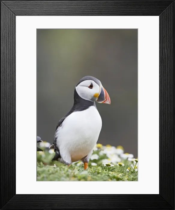 Framed Print : Puffin - portrait - Skomer - UK 007524 Framed Print : Puffin - portrait - Skomer - UK 007524