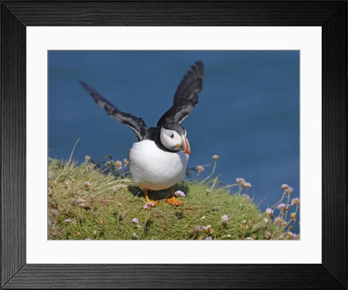 Framed Print : Puffin - lands on grass ledge by sea - Skomer - UK 007603 Framed Print : Puffin - lands on grass ledge by sea - Skomer - UK 007603