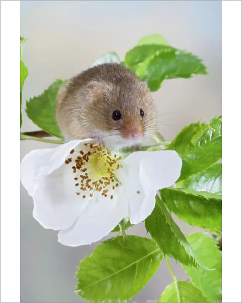 Harvest Mouse - on dog rose - Bedfordshire - UK 007624