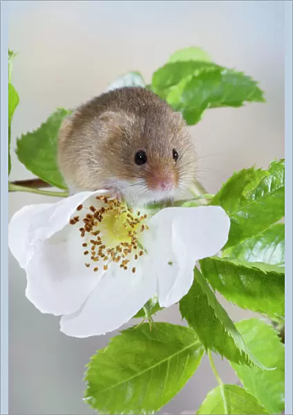 Harvest Mouse - on dog rose - Bedfordshire - UK 007624
