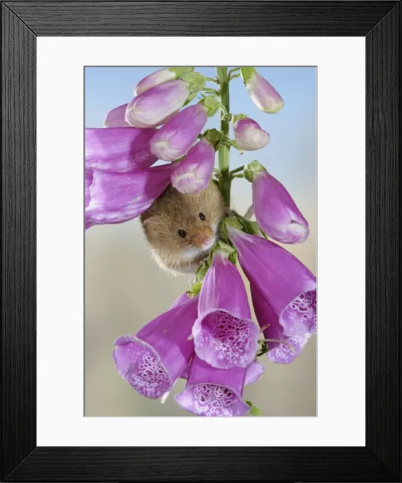 Framed Print : Harvest mouse - on foxglove - Bedfordshire - UK 007634 Framed Print : Harvest mouse - on foxglove - Bedfordshire - UK 007634