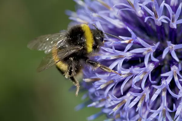 Bumble Bee on Echinopsritro - Probably Bombus terrestris - England - UK - Gathering pollen and nectar from Echinopsritro - Family Compositae - Native to Eurasia