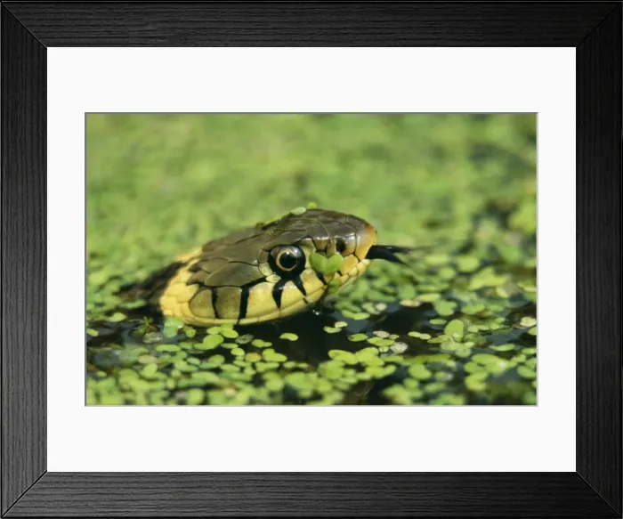 Framed Print : Grass Snake CAN 27 In duckweed, UK. Natrix natrix © John Cancalosi / ARDEA LONDON Framed Print : Grass Snake CAN 27 In duckweed, UK. Natrix natrix © John Cancalosi / ARDEA LONDON
