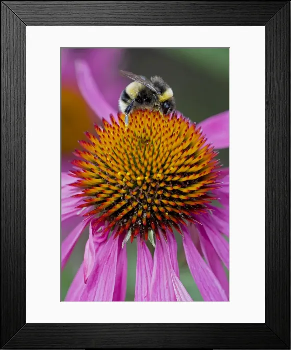 Framed Print : Bumble Bee - on Purple Coneflower (Echinacea purpurea) - Probably Bombus terrestris - England - UK - Gathering pollen and nectar from Purple Coneflower blossoms (Echinacea purpurea) Framed Print : Bumble Bee - on Purple Coneflower (Echinacea purpurea) - Probably Bombus terrestris - England - UK - Gathering pollen and nectar from Purple Coneflower blossoms (Echinacea purpurea)