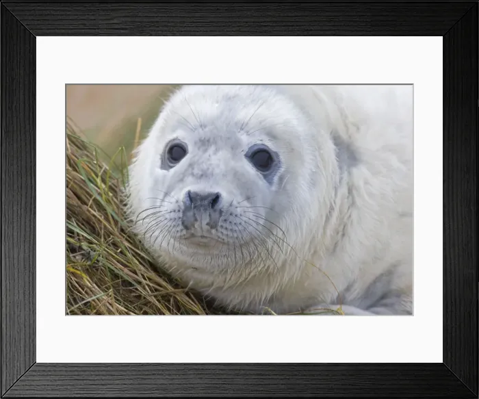 Framed Print : Grey Seal - pup - UK Framed Print : Grey Seal - pup - UK