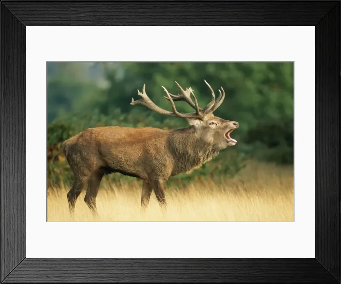 Framed Print : Red Deer CAN 848 Stag, UK. Cervus elaphus © John Cancalosi / ARDEA LONDON Framed Print : Red Deer CAN 848 Stag, UK. Cervus elaphus © John Cancalosi / ARDEA LONDON