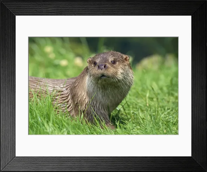 Framed Print : European Otter Framed Print : European Otter