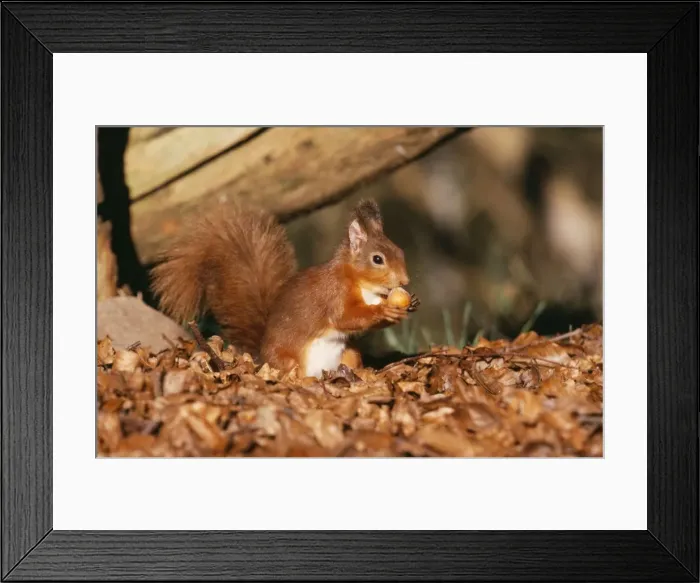Framed Print : Red Squirrel CK 2476 Sclurus vulgaris © Chris Knights / ARDEA LONDON Framed Print : Red Squirrel CK 2476 Sclurus vulgaris © Chris Knights / ARDEA LONDON