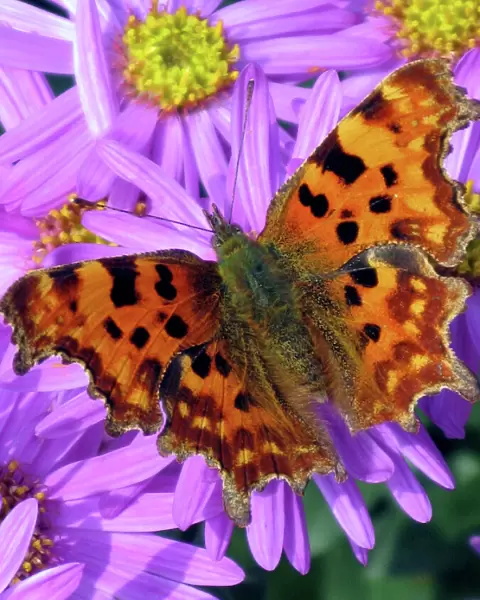 A Comma Butterfly - one of many migrant butterflies to the British Isles, forages on an Aster (A. amelius). Oxfordshire, England