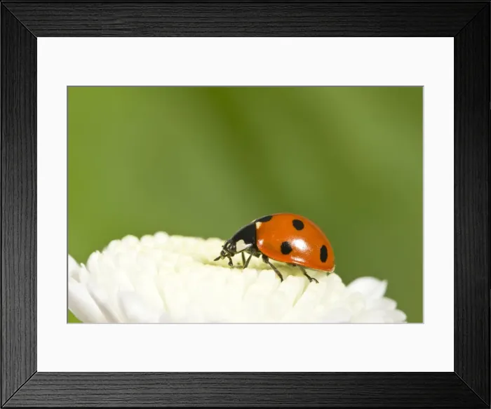 Framed Print : 7-Spot Ladybird on White Flower Norfolk UK Framed Print : 7-Spot Ladybird on White Flower Norfolk UK