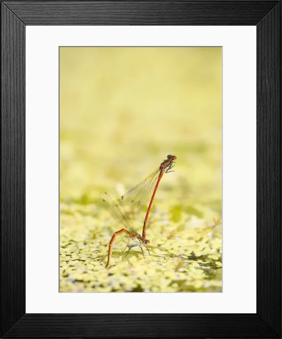 Framed Print : Large Red Damselflies - mating on garden pond Norfolk UK Framed Print : Large Red Damselflies - mating on garden pond Norfolk UK