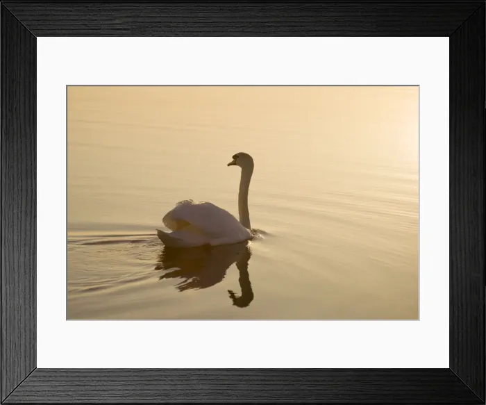 Framed Print : Mute Swan On water at sunrise Hickling Broad Norfolk UK Framed Print : Mute Swan On water at sunrise Hickling Broad Norfolk UK