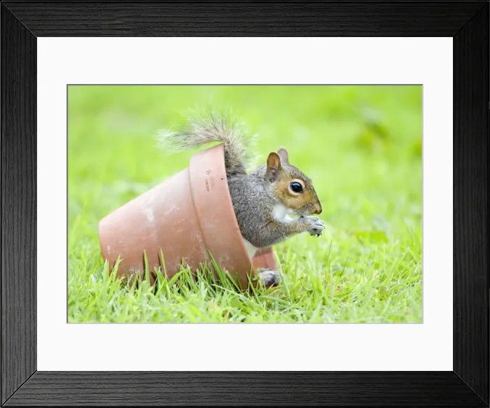 Framed Print : Grey Squirrel - sitting in flower pot - Norfolk England Framed Print : Grey Squirrel - sitting in flower pot - Norfolk England